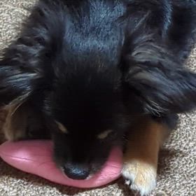 うちのチワワンコの画像