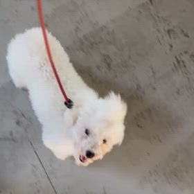 今日のニコ♪の画像