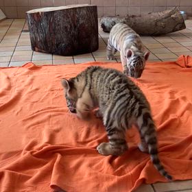 アドベンチャーワールド　アムールトラ赤ちゃんの画像