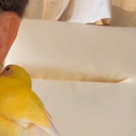 イデー(≧∇≦*)の画像