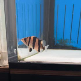 超極上リアルバンドご成約！マニア目線でもヤバい個体！の画像