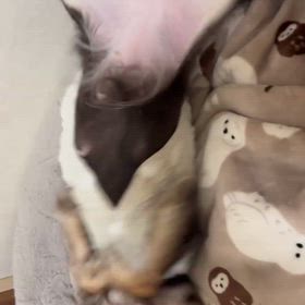 怖がりちゃんでも慣れます　里親様募集中の画像