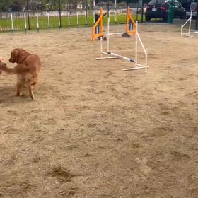 あんずの楽しみ。の画像