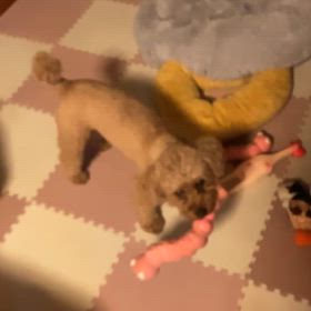 手術は予定通りの画像