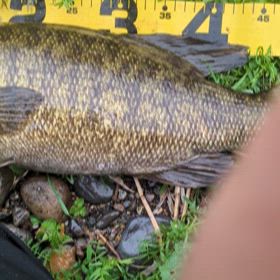 日本記録を釣ってしまった！？の画像