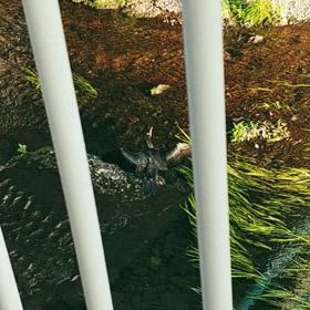 カワウの羽干しの画像