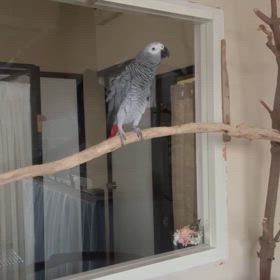 ヨウム女子のひばり(仮)の画像