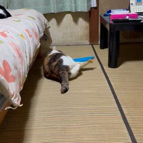 ひとり遊びのみーちゃんの画像