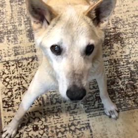 二代目ちゅるちゅる犬の画像