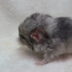 チンチラのパイドちゃん誕生！の画像