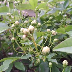 モッコウバラ～蕾が少しずつ綻んできたよ～の画像