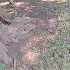 頑張って生きてるツミの赤ちゃんの画像