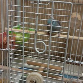 ベタ慣れの画像