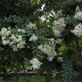 見事に咲き誇る夏の王者の画像