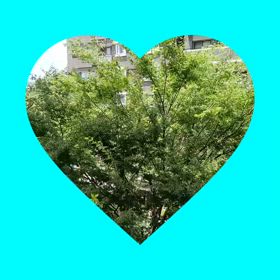 鳥のさえずりの画像