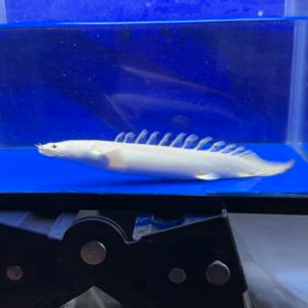 H様に極上蜃気楼 プラチナエンドリケリーご成約頂きました！の画像