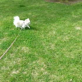 公園散歩と焼肉きんぐの画像