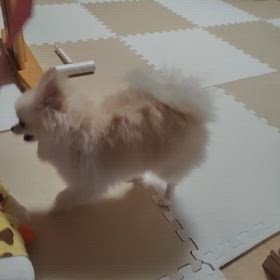 後発白内障右眼もの画像