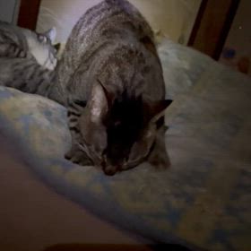 2024/04/08        ちび猫ちゃいの画像