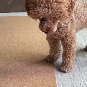 ヤギミルクの画像