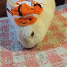 ファイティング・もこの画像