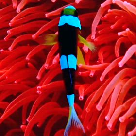 潜ってますよーの画像