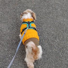 3/15の朝散歩の画像