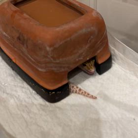 えっちゃん食欲旺盛会復帰✨✨の画像