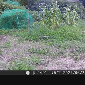 すぎぴたんの事件簿シーズン3　544話（カラス、網に引っ掛かるの巻）の画像