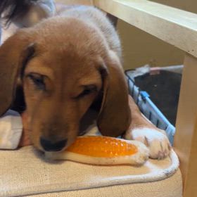 保護犬メルの画像