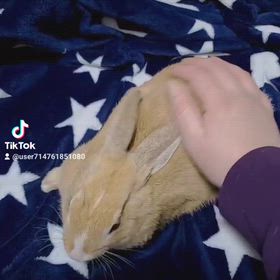 ちゃんぽん。の画像