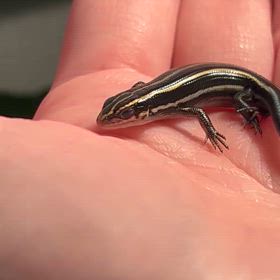 日本トカゲ　幼体のボカちゃんですの画像