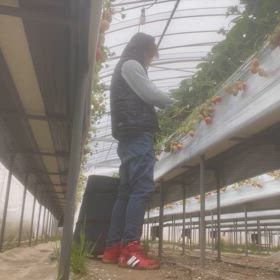 株の手入れの画像