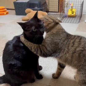 愛情表現の画像