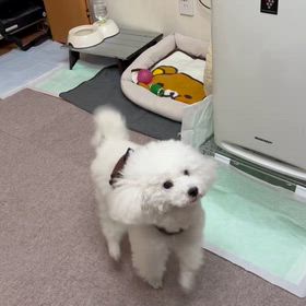 ニコのノビー（爆笑） マジで可愛い〜の画像