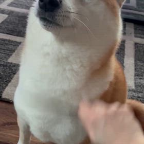 今朝のかっちゃんの画像