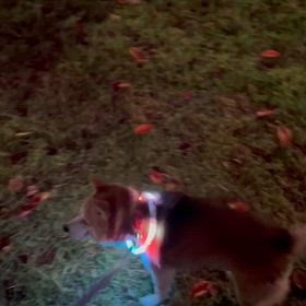 夜道は危ないのでの画像