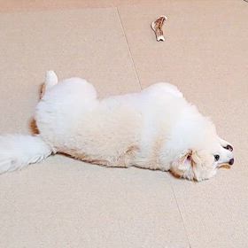 おちくんの真似っこ♪の画像