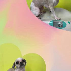 DOGXDOG ミニーちゃんの画像