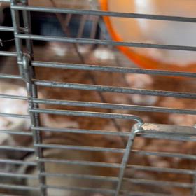 シマリスのいる生活　こえーよー（ ｉ _ ｉ ）の画像