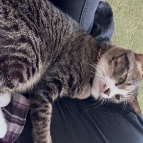 今日もケケに会いにの画像