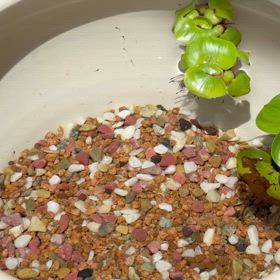 今週のメダカの針子ちゃんの画像