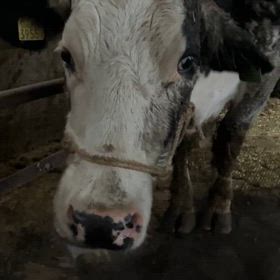 大福ちゃんの画像