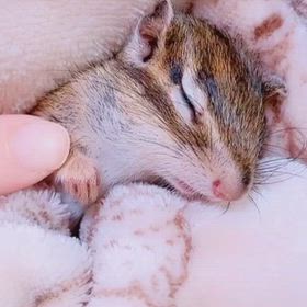 ポコちゃん病院がんばったよの画像