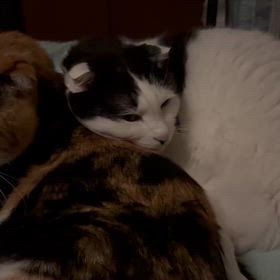 眠れない夜の画像