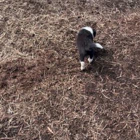 ボーダーコリー　子犬の画像