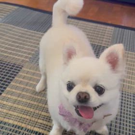 こんばんはの画像