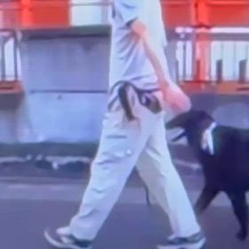 zoom ドッグセミナー　4時間の画像