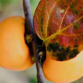 秋☘️☕️☘️の画像