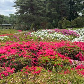 2025/04/25　つつじの動画ができました！の画像